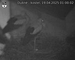 Capi_Dubne_20250419_010002.jpg