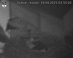 Capi_Dubne_20250419_035502.jpg