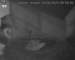 Capi_Dubne_20250419_045002.jpg