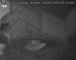 Capi_Dubne_20250419_051502.jpg