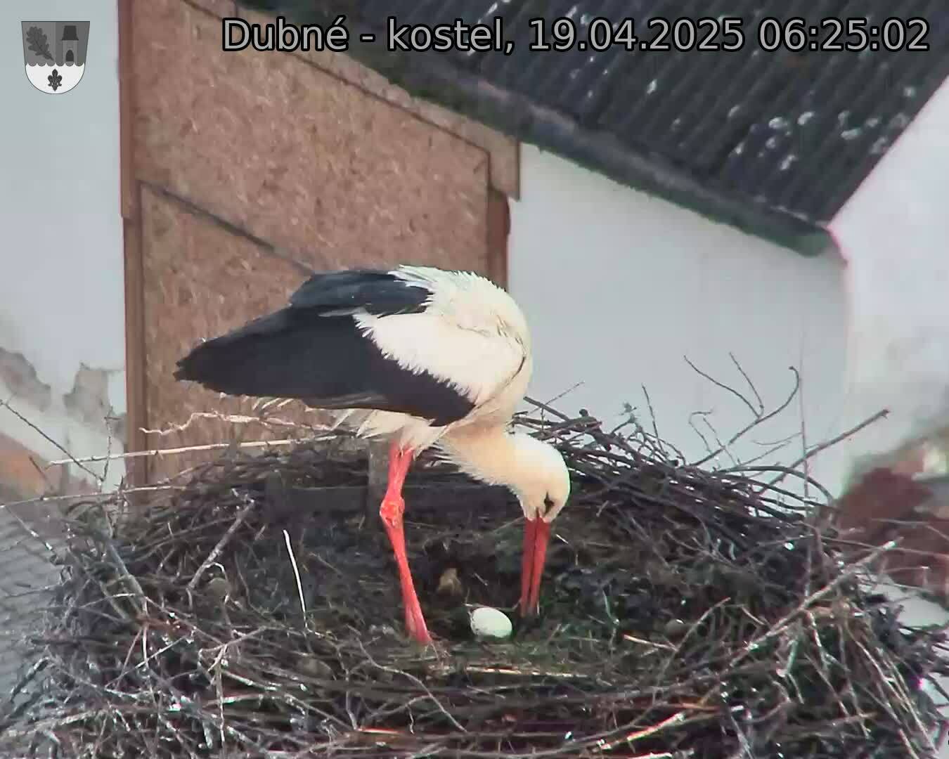 Capi_Dubne_20250419_062502.jpg (1350 x 1080)