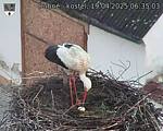 Capi_Dubne_20250419_063503.jpg