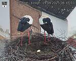 Capi_Dubne_20250419_064503.jpg