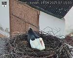 Capi_Dubne_20250419_071504.jpg
