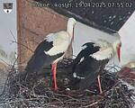 Capi_Dubne_20250419_075502.jpg