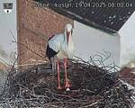 Capi_Dubne_20250419_080004.jpg