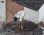 Capi_Dubne_20250419_080504.jpg