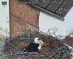 Capi_Dubne_20250419_094002.jpg