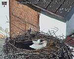 Capi_Dubne_20250419_111002.jpg