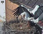 Capi_Dubne_20250419_123503.jpg