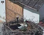 Capi_Dubne_20250419_130502.jpg