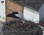 Capi_Dubne_20250419_132003.jpg