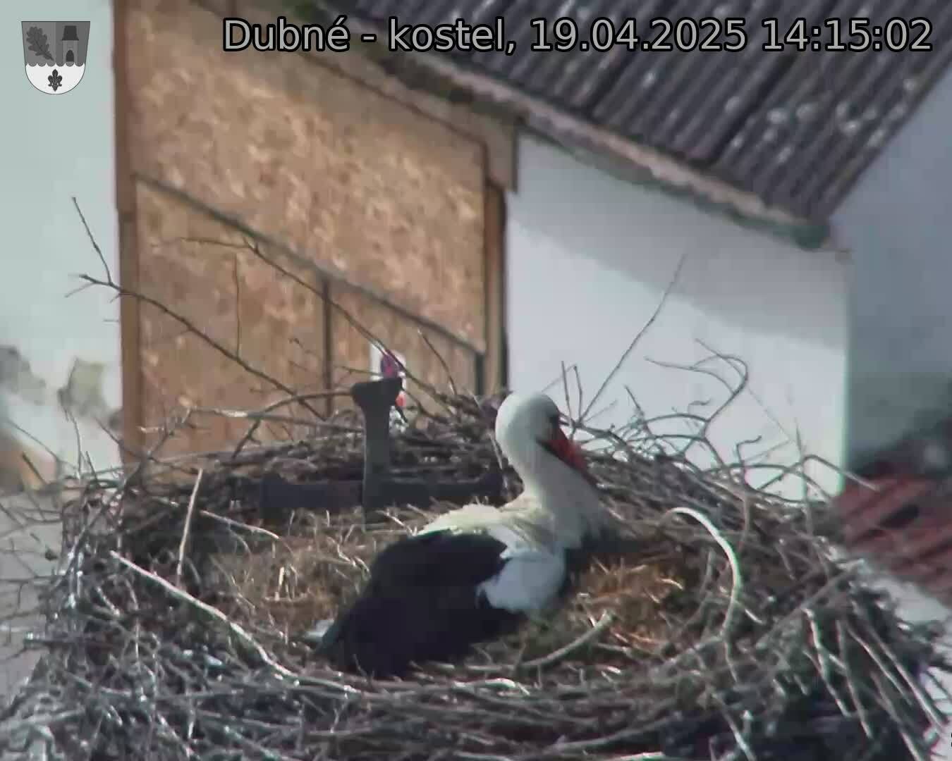 Capi_Dubne_20250419_141502.jpg (1350 x 1080)