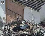 Capi_Dubne_20250419_160502.jpg
