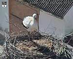 Capi_Dubne_20250419_163002.jpg