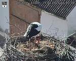 Capi_Dubne_20250419_164004.jpg