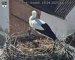 Capi_Dubne_20250419_165503.jpg