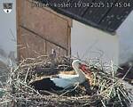 Capi_Dubne_20250419_174504.jpg