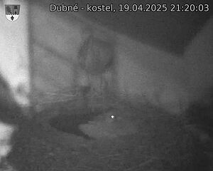 Capi_Dubne_20250419_212003.jpg (1350 x 1080)
