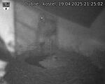 Capi_Dubne_20250419_212502.jpg
