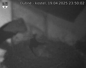 Capi_Dubne_20250419_235002.jpg (1350 x 1080)