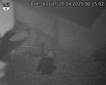 Capi_Dubne_20250420_001502.jpg
