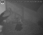 Capi_Dubne_20250420_002002.jpg