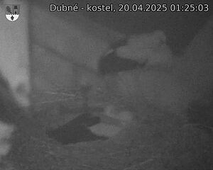 Capi_Dubne_20250420_012503.jpg (1350 x 1080)