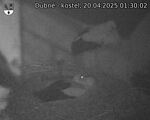 Capi_Dubne_20250420_013002.jpg