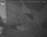 Capi_Dubne_20250420_031502.jpg
