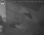 Capi_Dubne_20250420_033002.jpg
