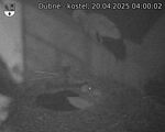 Capi_Dubne_20250420_040002.jpg