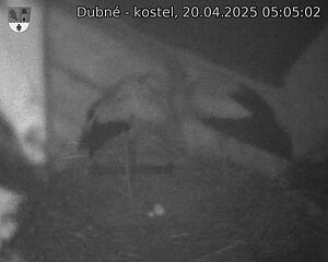 Capi_Dubne_20250420_050502.jpg (1350 x 1080)