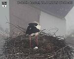 Capi_Dubne_20250420_071003.jpg