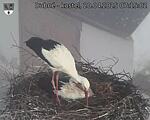 Capi_Dubne_20250420_071502.jpg