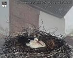 Capi_Dubne_20250420_072503.jpg