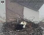 Capi_Dubne_20250420_080502.jpg