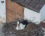 Capi_Dubne_20250420_095503.jpg