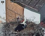 Capi_Dubne_20250420_120003.jpg