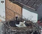 Capi_Dubne_20250420_130002.jpg