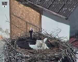 Capi_Dubne_20250420_130002.jpg (1350 x 1080)