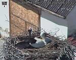 Capi_Dubne_20250420_140503.jpg