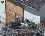 Capi_Dubne_20250420_141003.jpg