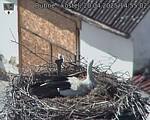 Capi_Dubne_20250420_145502.jpg