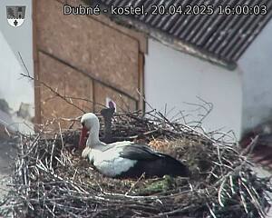 Capi_Dubne_20250420_160003.jpg (1350 x 1080)