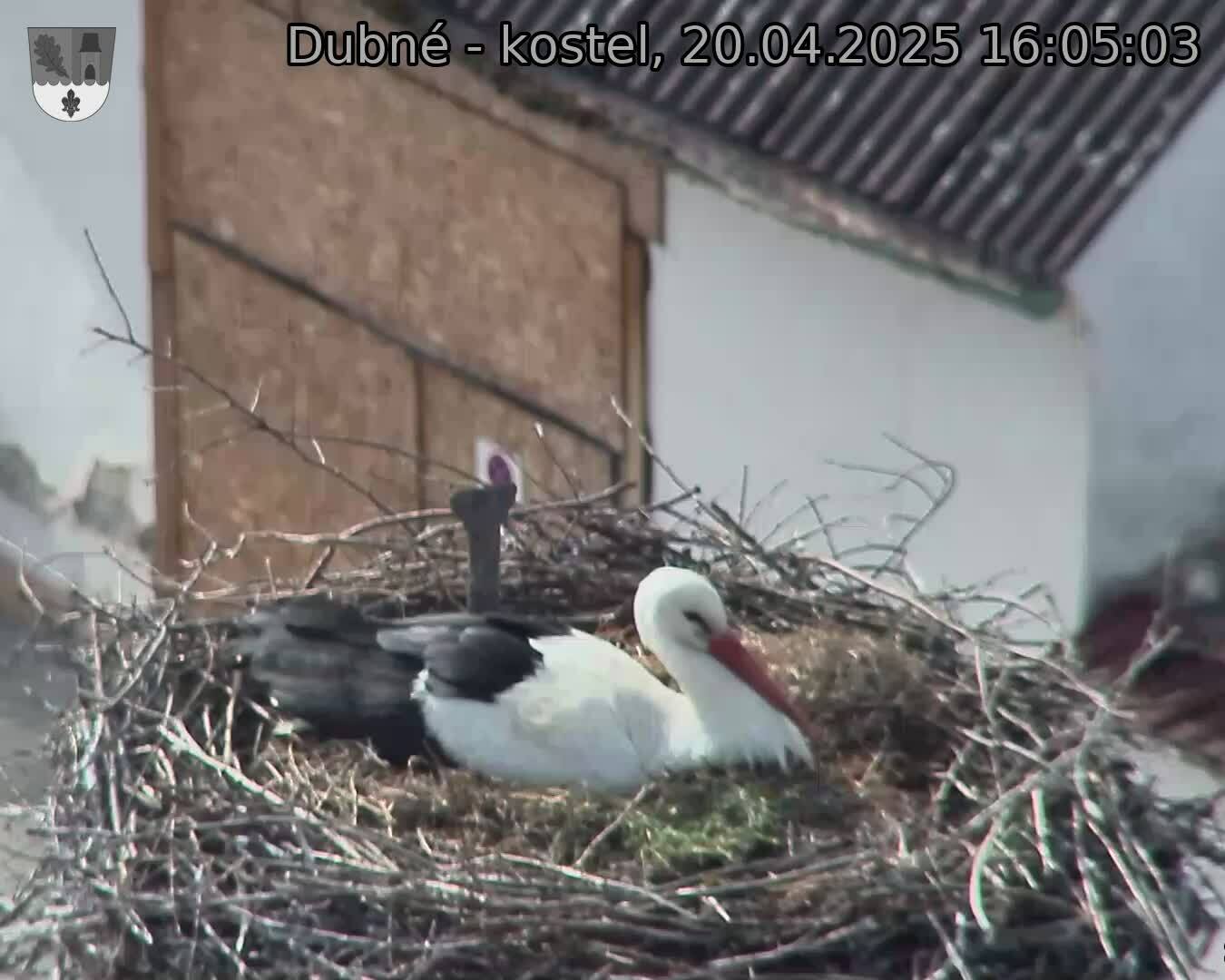 Capi_Dubne_20250420_160503.jpg (1350 x 1080)