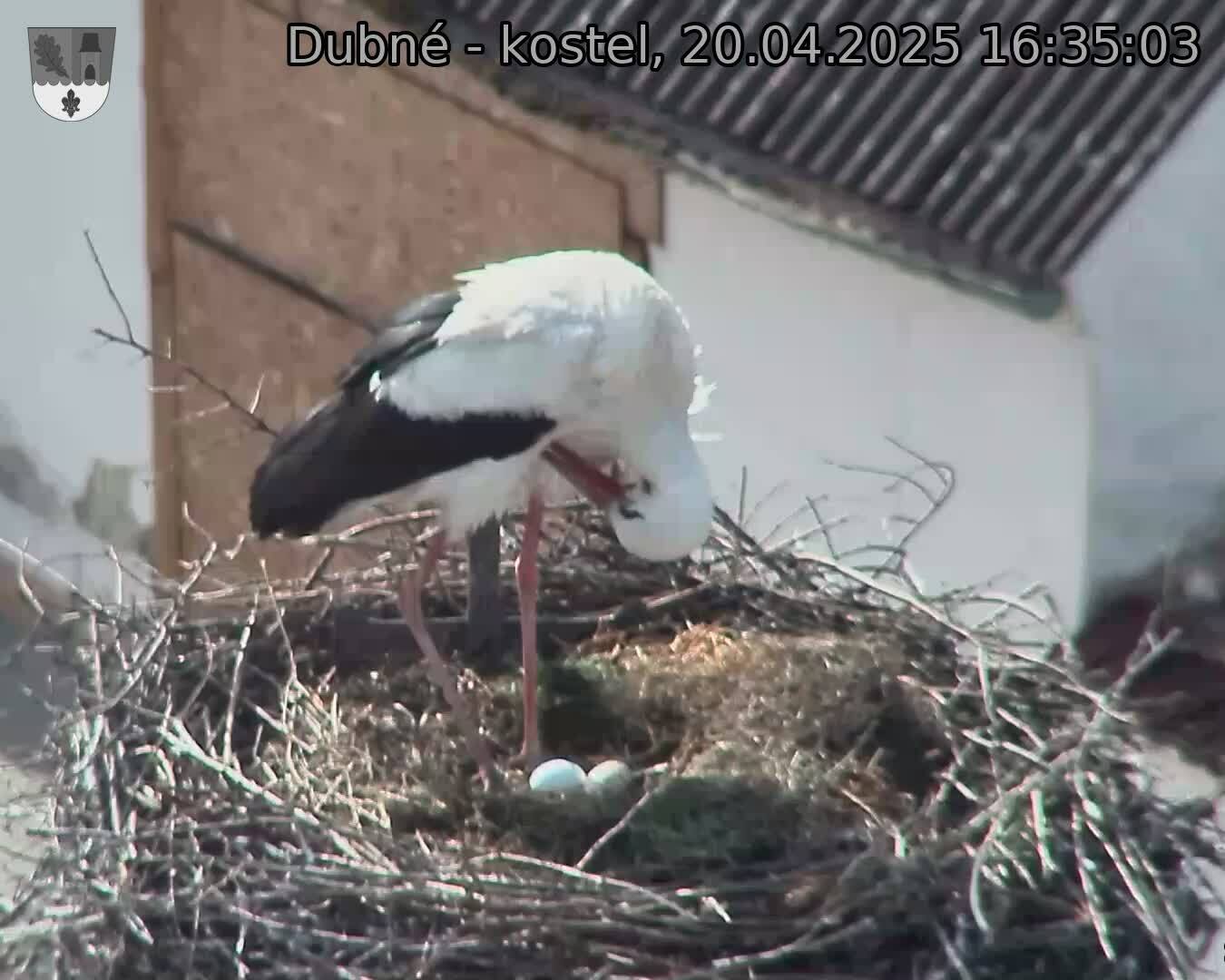Capi_Dubne_20250420_163503.jpg (1350 x 1080)