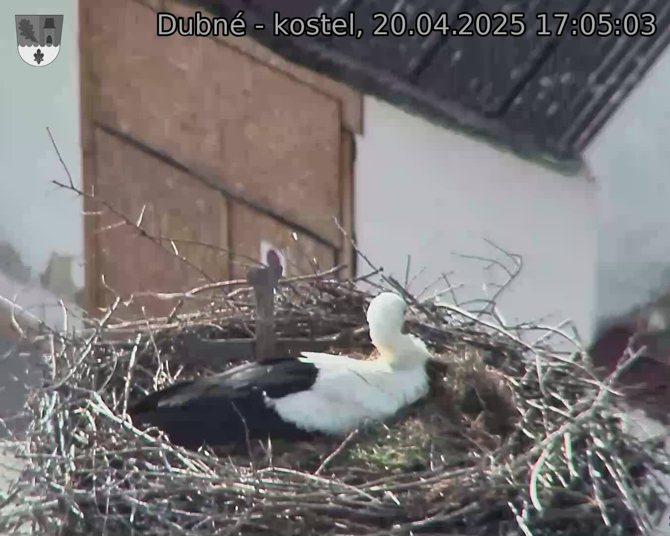 Capi_Dubne_20250420_170503.jpg (1350 x 1080)