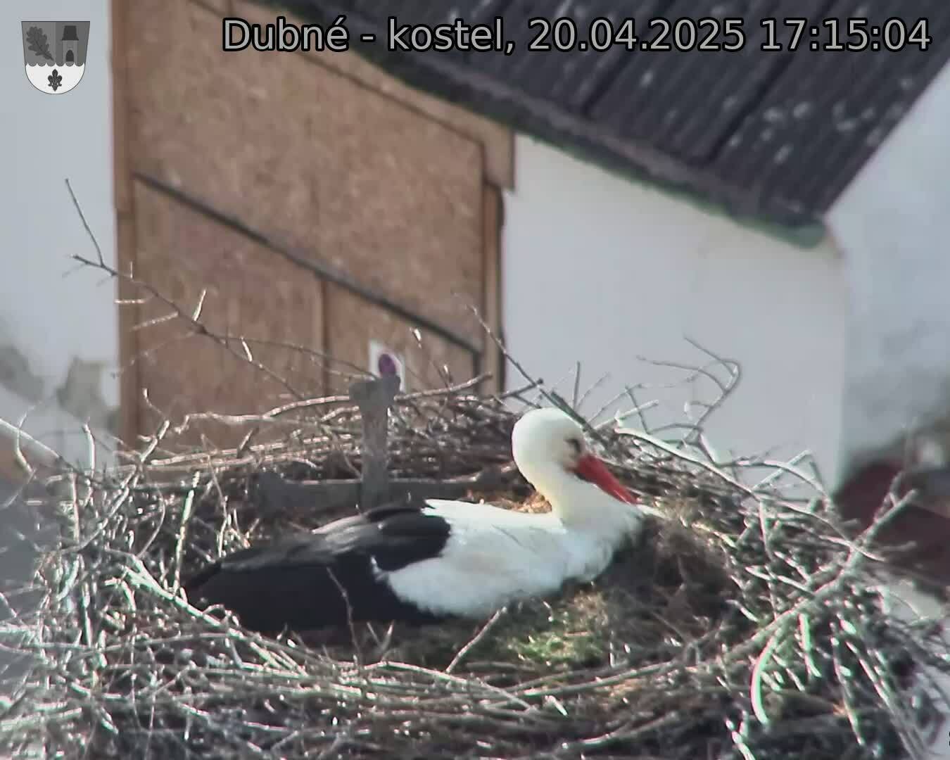 Capi_Dubne_20250420_171504.jpg (1350 x 1080)