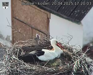 Capi_Dubne_20250420_172003.jpg (1350 x 1080)
